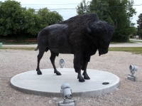 Wood Bison